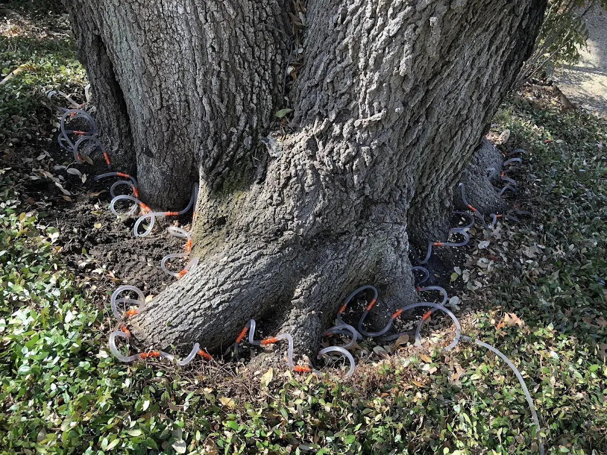 Detailed Shrub and Hedge Trimming job site in Denton