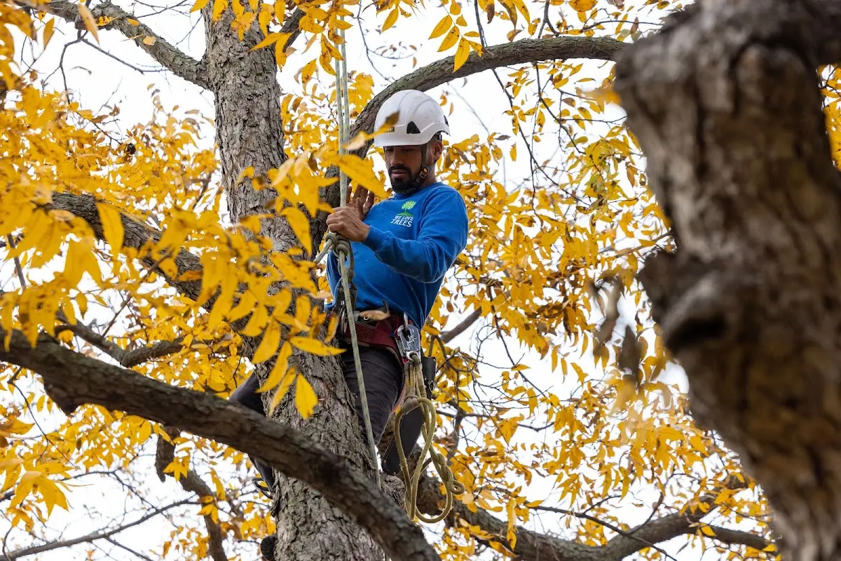 Skilled Tree Planting crew working in Denton